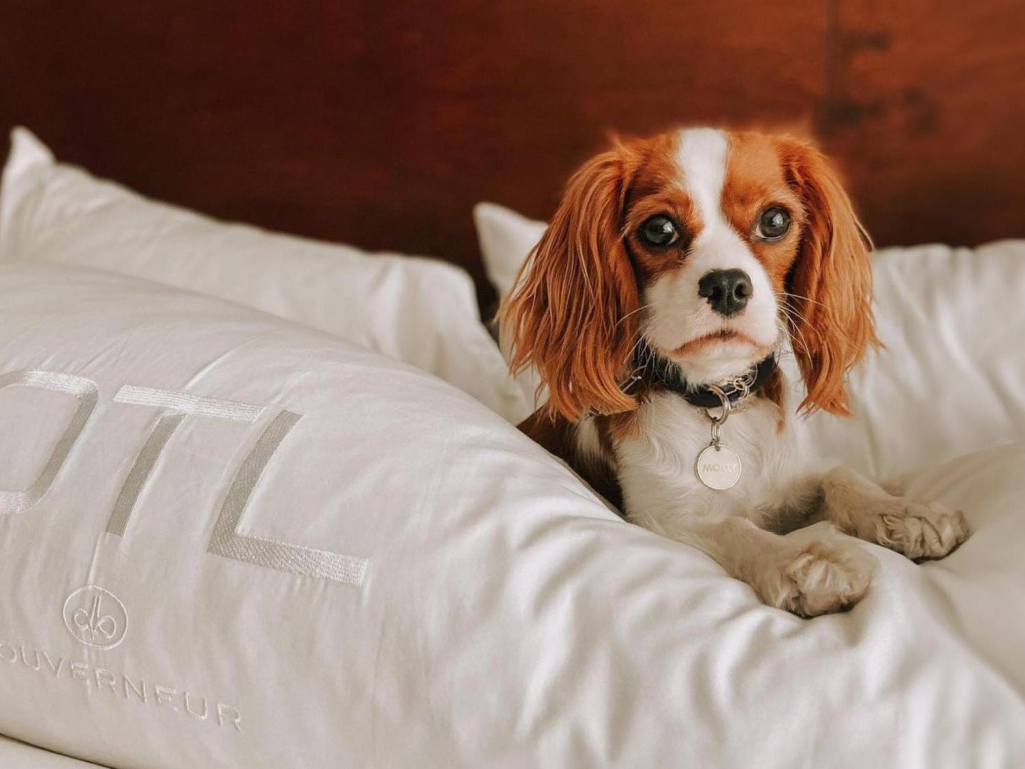 Otl Gouverneur Шербрук Экстерьер фото A dog on a bed